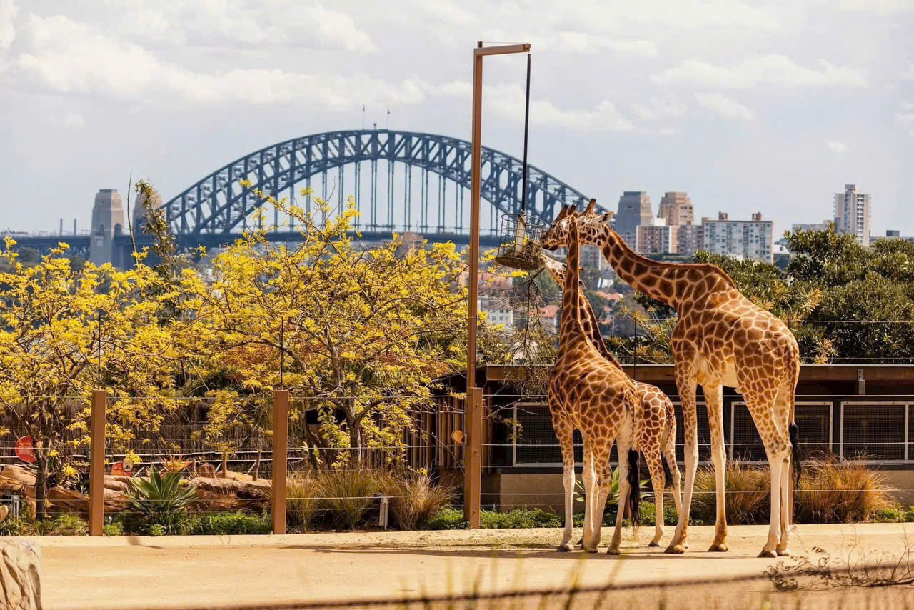 VISA DU LỊCH ÚC THEO TOUR CÓ DỄ  ĐẬU TOUR ÚC (AUSTRALIA) 2026-2027 BAY THẲNG TIẾT KIỆM THỜI GIAN CHI PHÍ TỪ HÀ NỘI MELBOURNE CANBERRA SYDNEY 8N7Đ